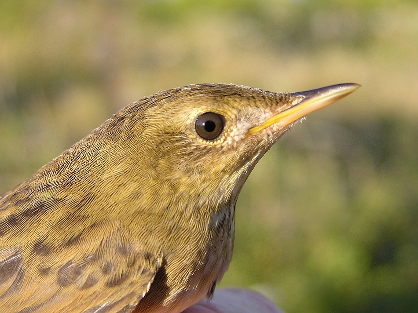 Common Grasshopper Warbler, Sundre 20080731